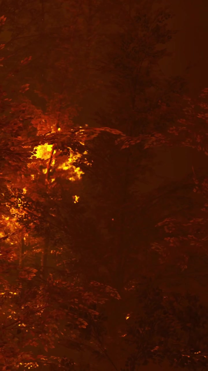 Waldbrand, der nachts im August Bäume im Wald verbrennt