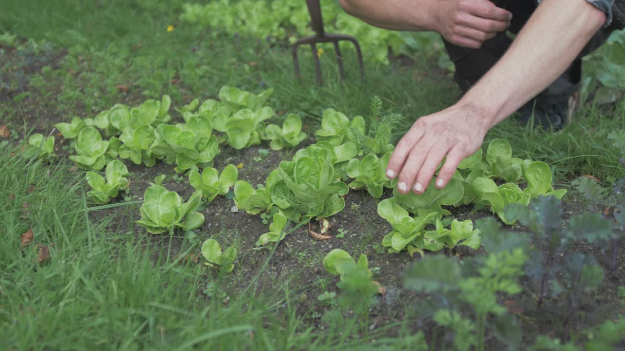 jardinero desmalezando entre jóvenes cabezas de lechuga que crecen en el jardín