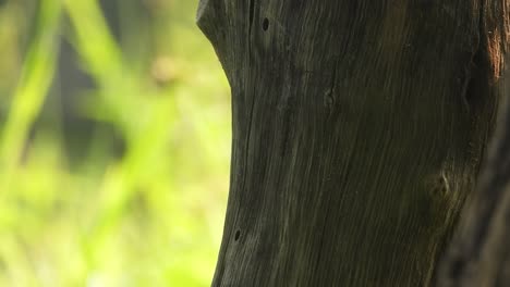 lizard waiting for pry - relaxing