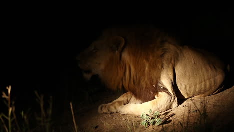 Wilder-Männlicher-Löwe,-Der-In-Die-Dunkelheit-Der-Nacht-Panthera-Leo-Brüllt---Gefangen-Im-Größeren-Krüger-Nationalpark