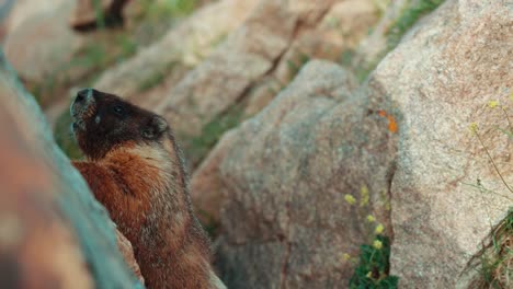 Marmota-Cerrar-Parque-Nacional-De-Las-Montañas-Rocosas