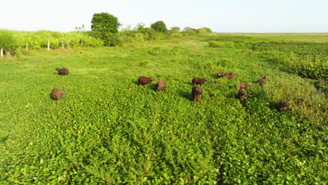 group of greater capybaras along flooded llanos plains in venezuela apure state. aerial drone shot