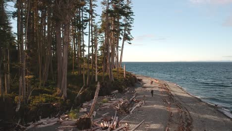 drone shot with forest , beach and ocean