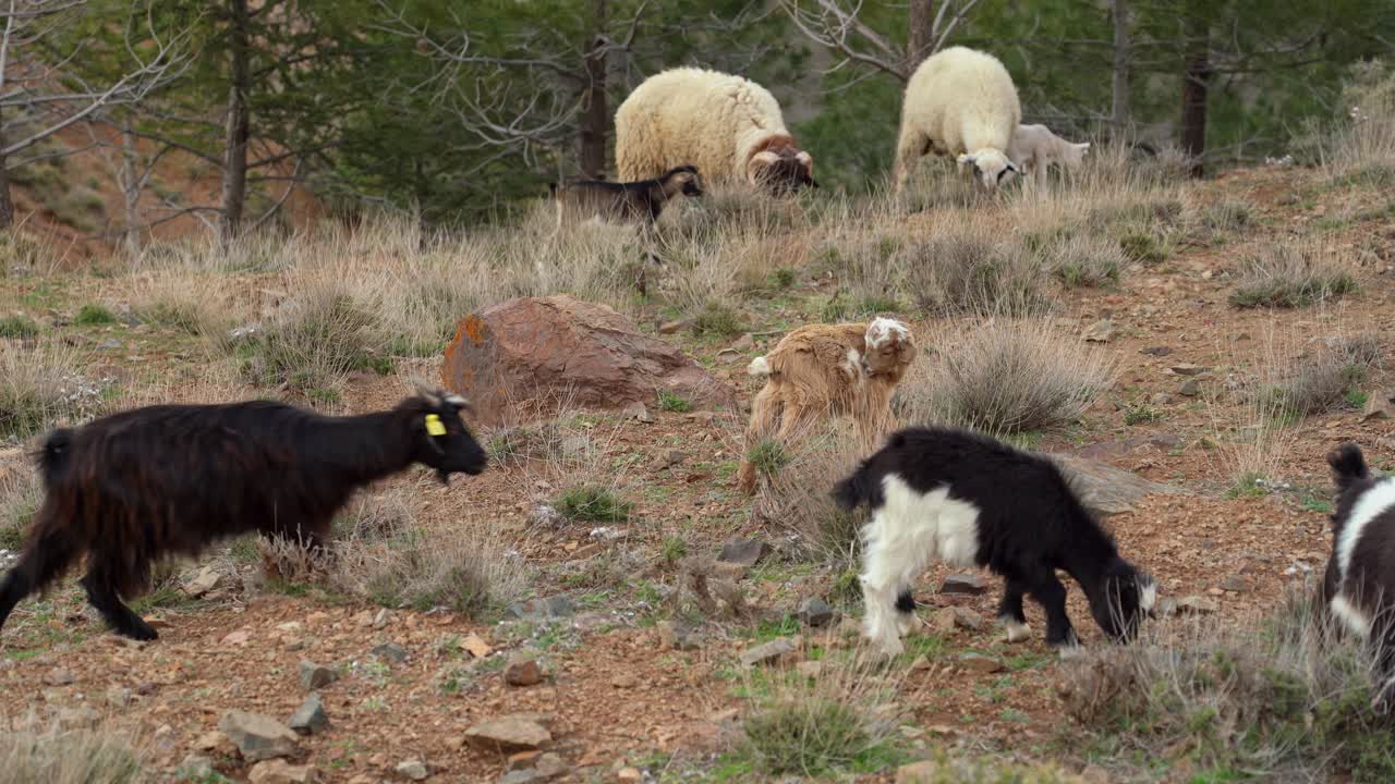 On the terraced hillsides of Toubkal Mountain in Morocco, tiny goats bounce around, hopping between rocks and chasing each other in pure happiness