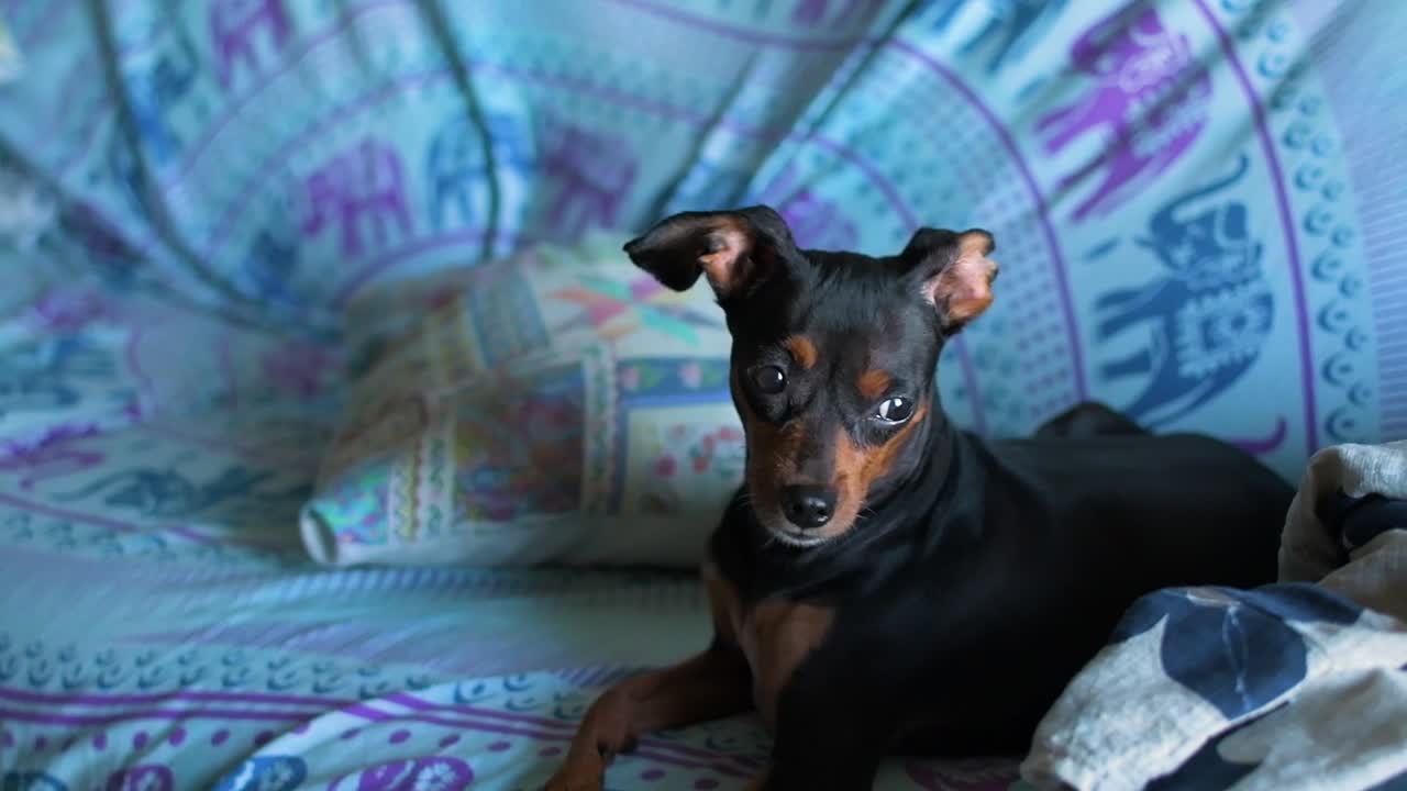 панорамный снимок вокруг маленькой собачки на диване