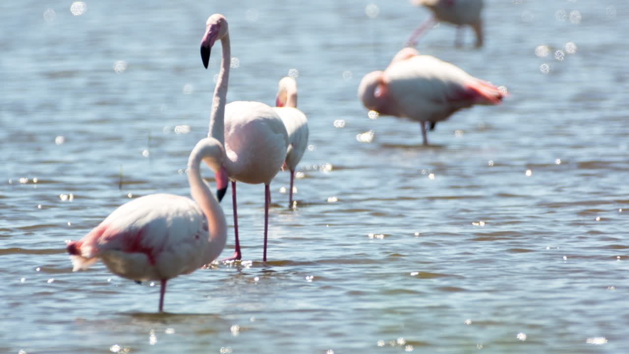 카마그 플라밍고 51