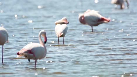 flamencos carmargue 51