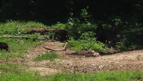 mariposas enjambres como individuos jóvenes vistos corriendo hacia la izquierda, un bebé se detiene en el medio para recoger algo de comer, macaco de cola tronco macaca arctoides, tailandia