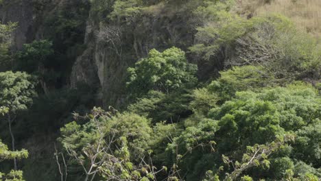 leafy green trees moved by the wind in the tropical area of the municipality of soledad, el paraíso in the southern part of honduras