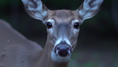 a deer stands still, gazing at the camera in a quiet forest as twilight descends. its large eyes reflect the surrounding calm, showcasing a moment of tranquility in nature.