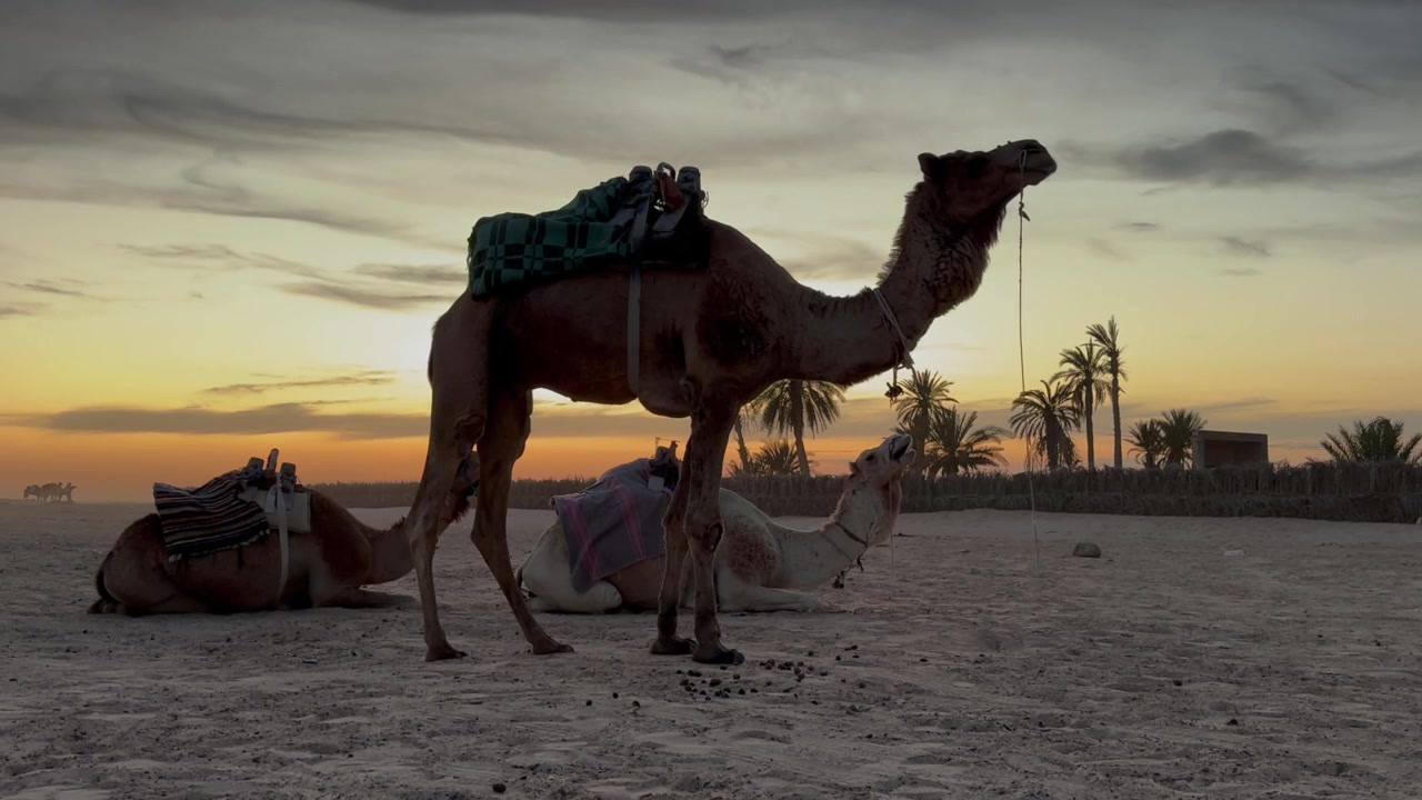 Cammelli da soma stanno e riposano sulla sabbia aperta del deserto al tramonto vicino a Douz, con selle colorate. Tunisia.