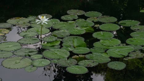 Delicada-Belleza-Del-Lirio-De-Agua-Blanca-Flotando-Plácidamente-En-La-Superficie-Del-Lago