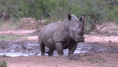 a rhino wallows and splashes around in a shallow mud puddle