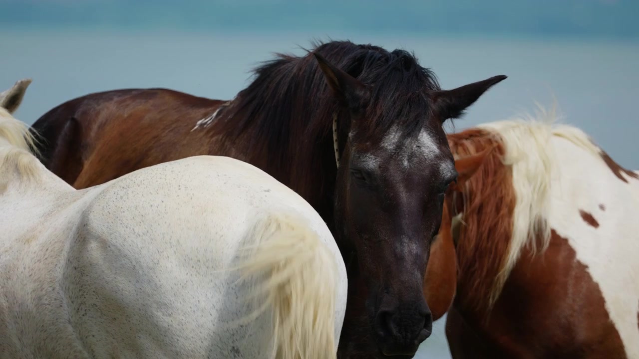 Group of horses standing close together with their heads touching in an outdoor setting. Slow forward tracking shot moves closer to the animals against a clear blue sky.