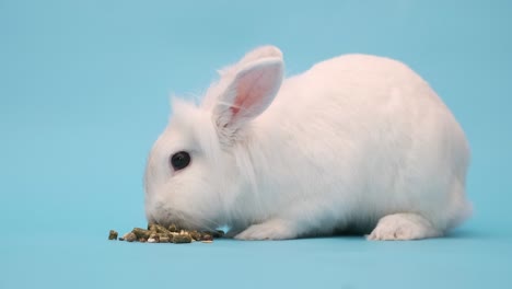 el conejo blanco come comida con placer. conejo de pascua blanco en un azul