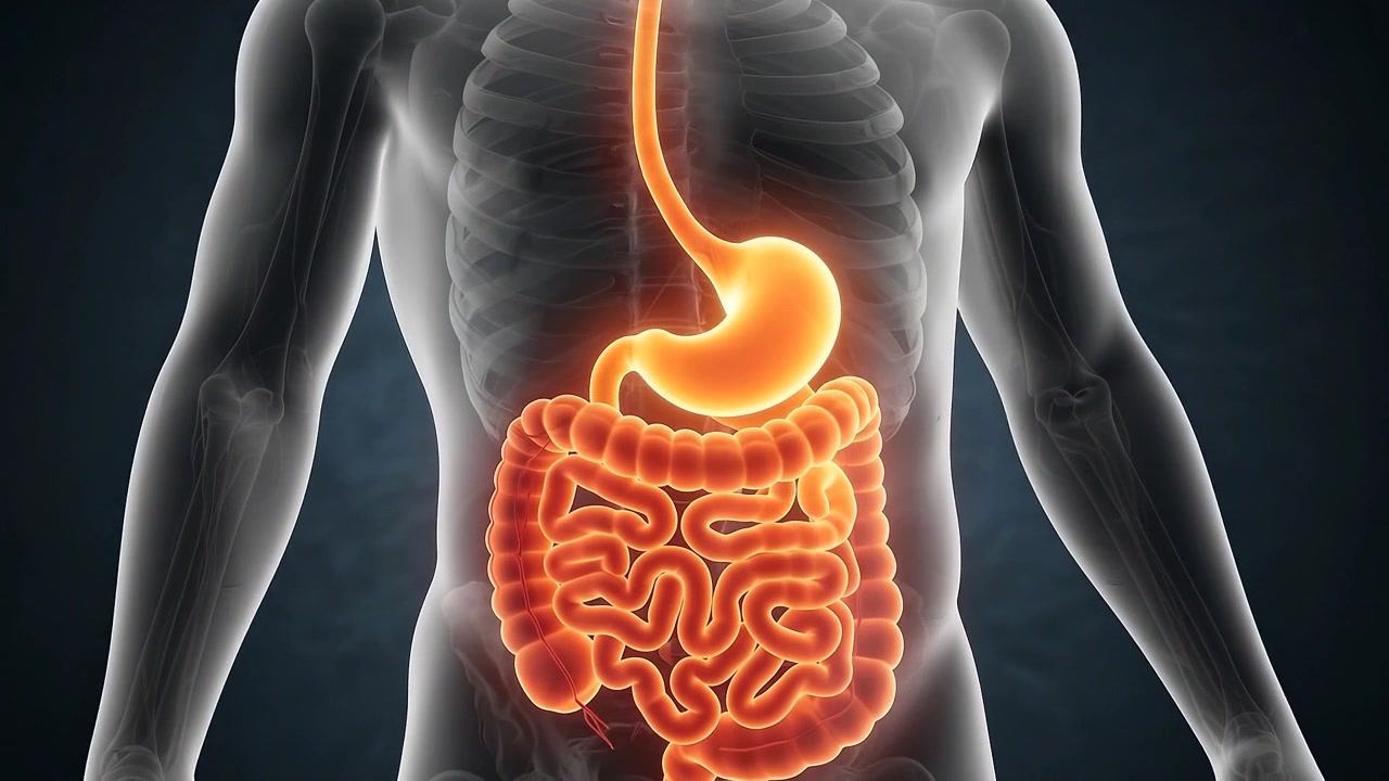 Animazione medica 3D dell'anatomia del sistema digestivo umano