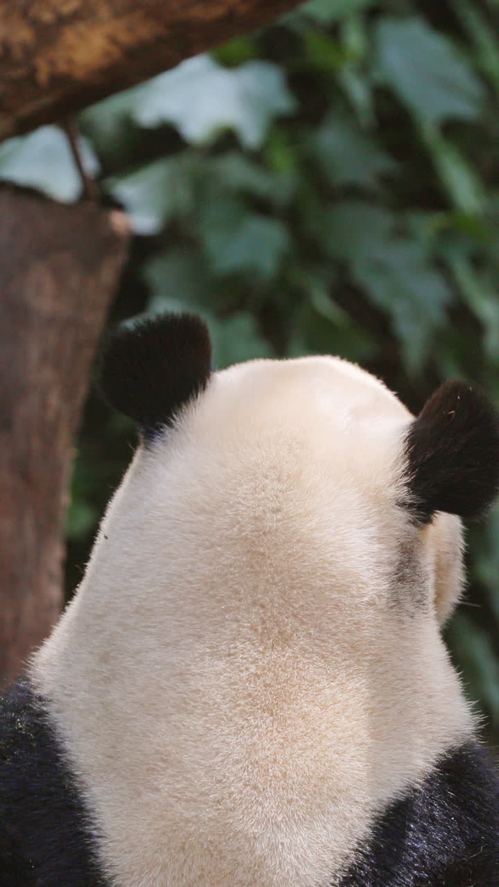 A close up of a panda eating in vertical