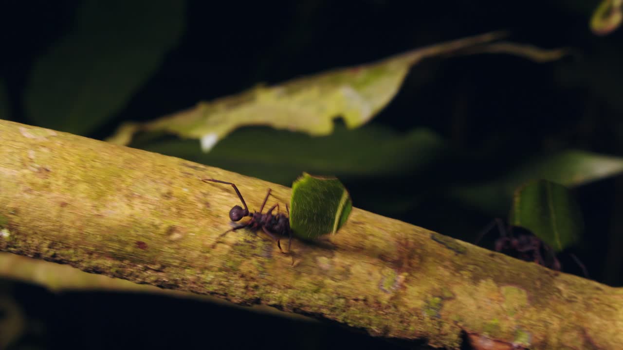 Following the movement of leaf cutter ants carrying pieces of leaves along a branch in the rainforest, night shot