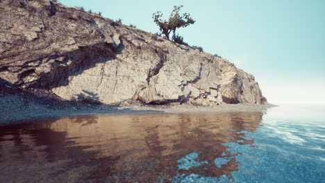 tree growing on cliff a breathtaking scene on south africas coastline