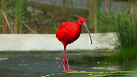 scarlet ibis, eudocimus ruber with vibrant plumage, walking by the pond, foraging for invertebrate with its long bill in the wildlife enclosure, close up shot of an exotic bird species