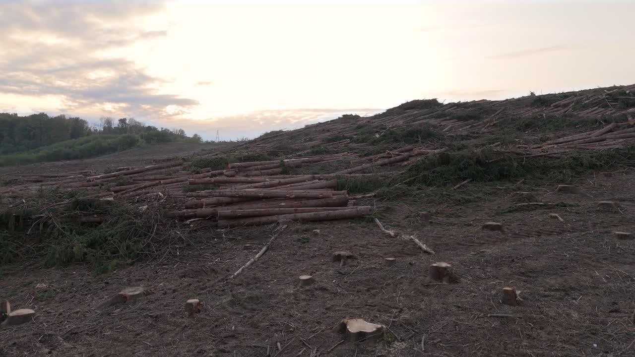 drone scanning forest area after deforestation with tree trunk on the ground at sunset, climate change and global warming concept