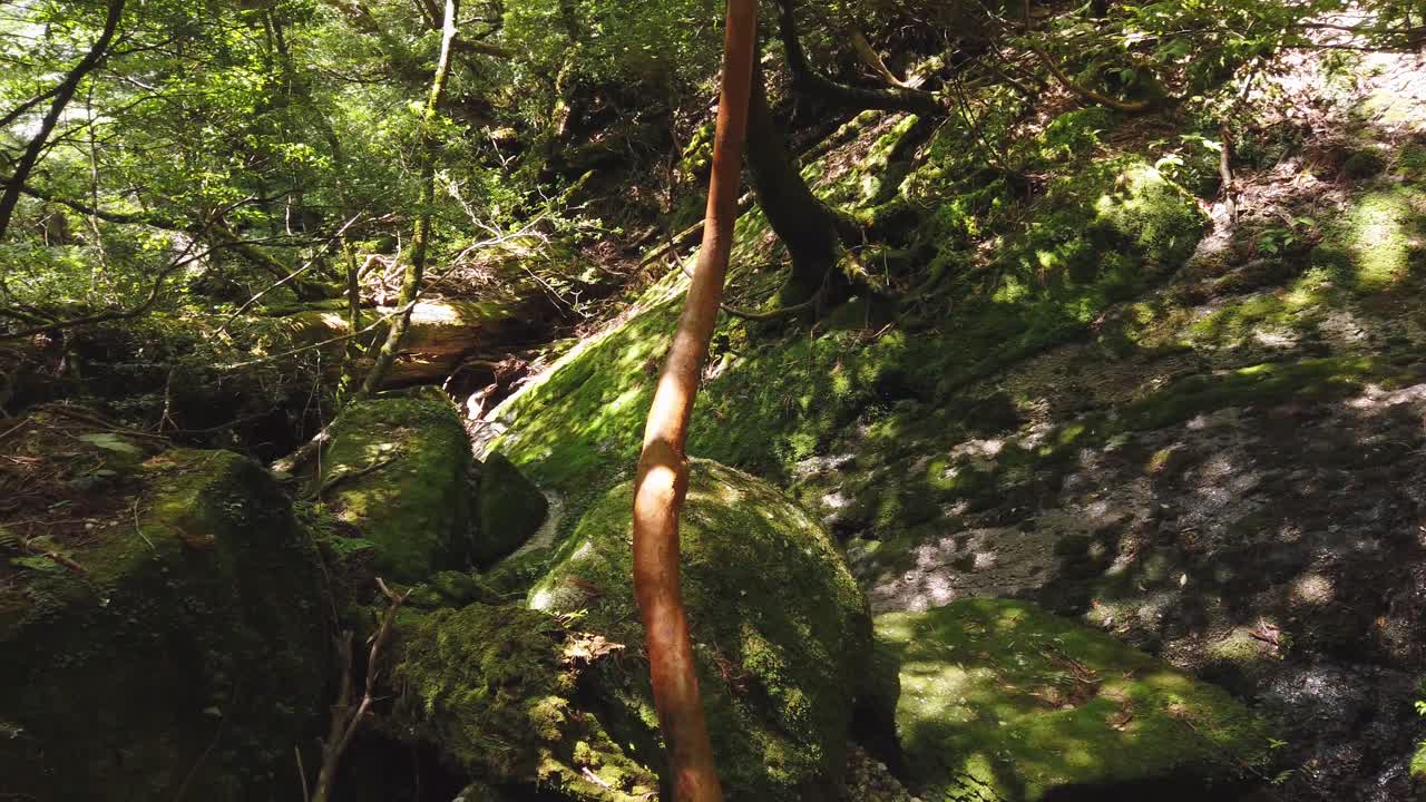 panorámica sobre el suelo del bosque cubierto de musgo de yakushima shiratani unsuikyo