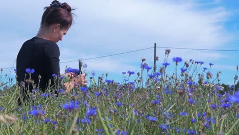 Junge-Brünette-Frau-Sammelt-Kornblumen-Auf-Dem-Feld-Für-Die-Sommersonnenwendekrone-Am-Sonnigen-Sommertag,-Mittlerer-Schuss