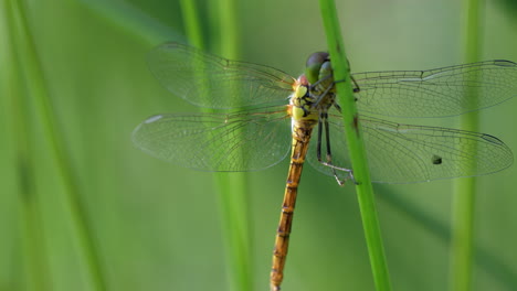 Extreme-Makroaufnahme-Einer-Libelle,-Die-Im-Sommer-Die-Wilde-Natur-Genießt,-Prores-4k