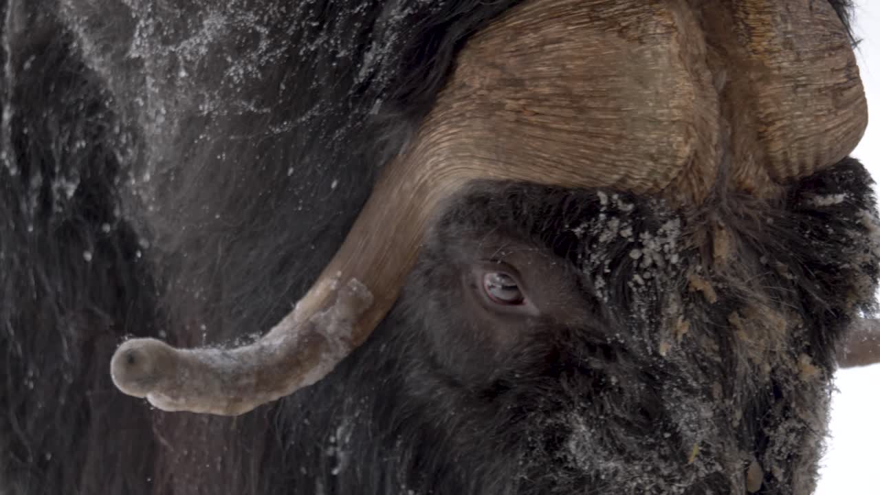 혹독한 겨울을 통해 우세한 푹신한 주둥이와 우아한 눈의 사향소 - 클로즈업 샷