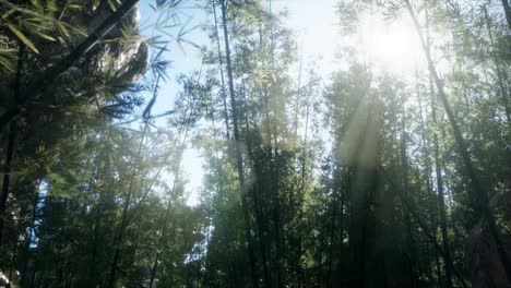 lanscape of bamboo tree in tropical rainforest, malaysia
