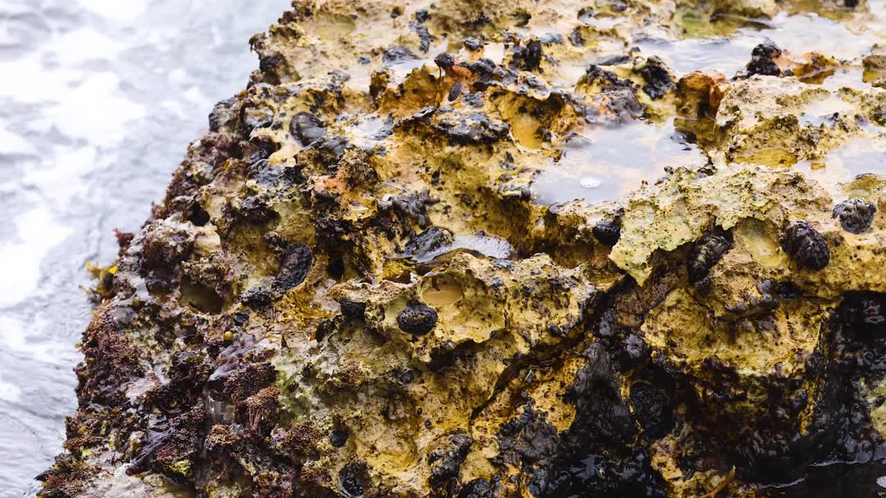 Dynamic waves crash against a rocky shoreline, showcasing vibrant marine life and rugged textures under natural lighting