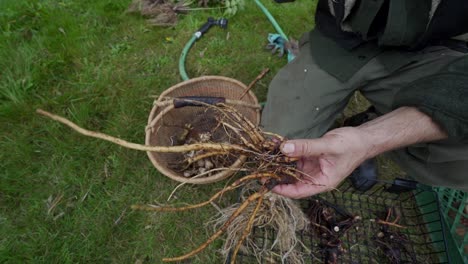 harvesting roots in the garden