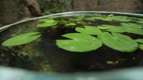 在花園池<unk>中游泳的 guppy 魚-1