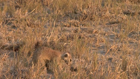 meerkat cavando en la sabana seca en busca de comida, atrapando un escorpión, masticando, centinela de pie sobre las patas traseras y mirando