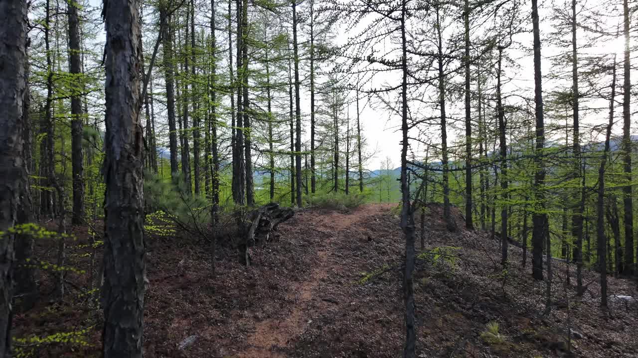 un tranquilo paseo por un bosque con árboles en ciernes y un camino despejado bajo la suave luz de la primavera temprana