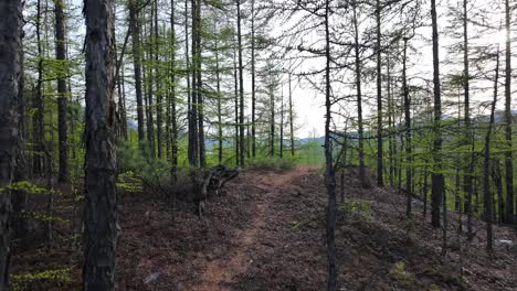 A-tranquil-walk-through-a-forest-with-budding-trees-and-a-clear-path-under-the-gentle-light-of-early-spring