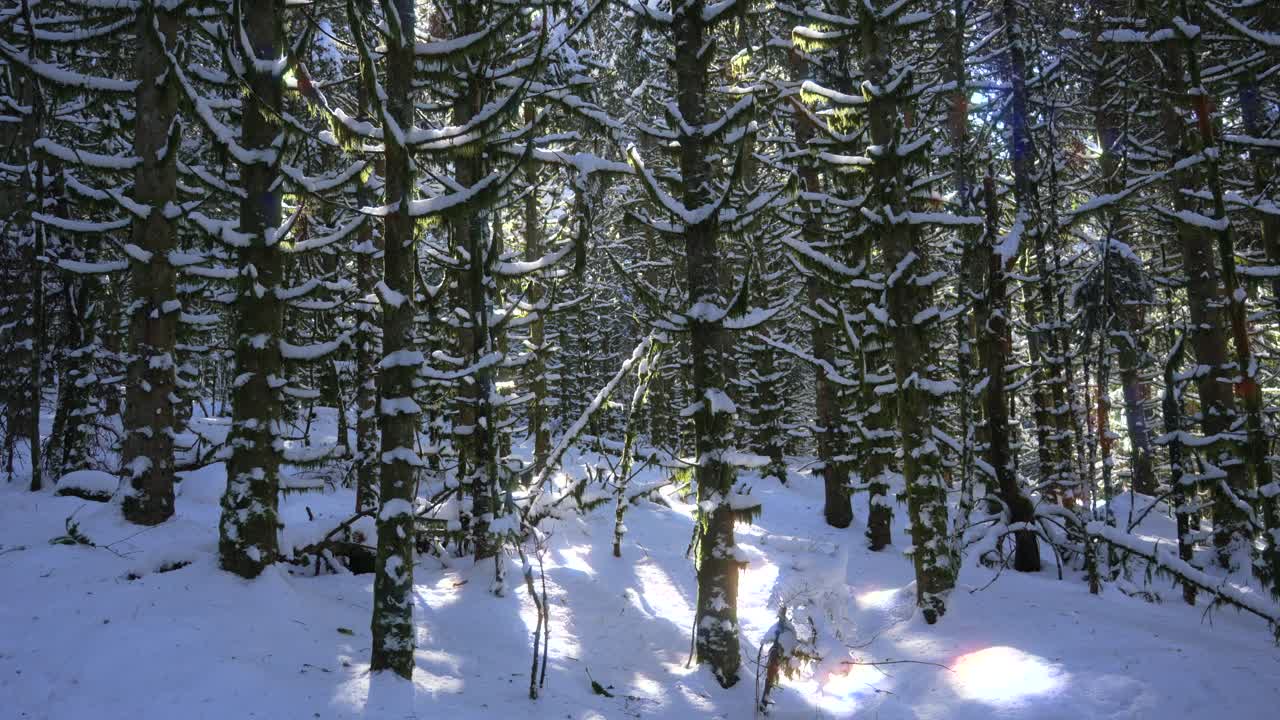 Fir pine tree forest winter snow covered frozen ground canopy nature France La Bresse