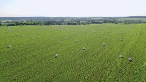 rural field with hay rolls wrapped in a package for haylage on a summer day