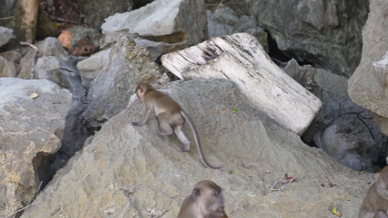 un mono bebé que se aleja de su familia