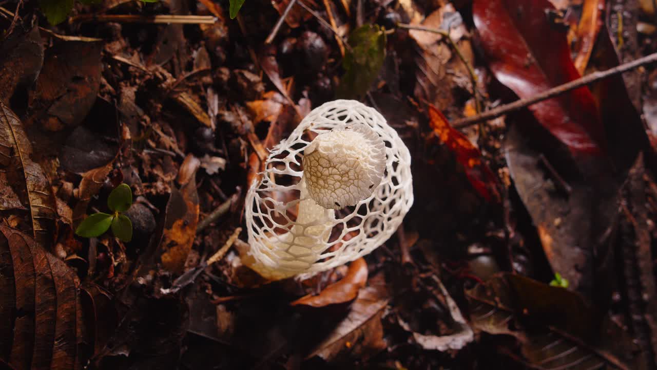 Phallus indusiatus, the veiled lady fungus, thrives on the damp rainforest floor of Peru’s Amazon.
