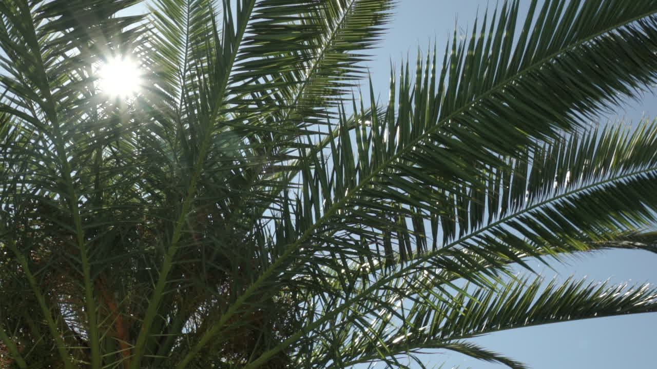 Palm tree in sunny on summer's day in Spain, 4K Slow Motion
