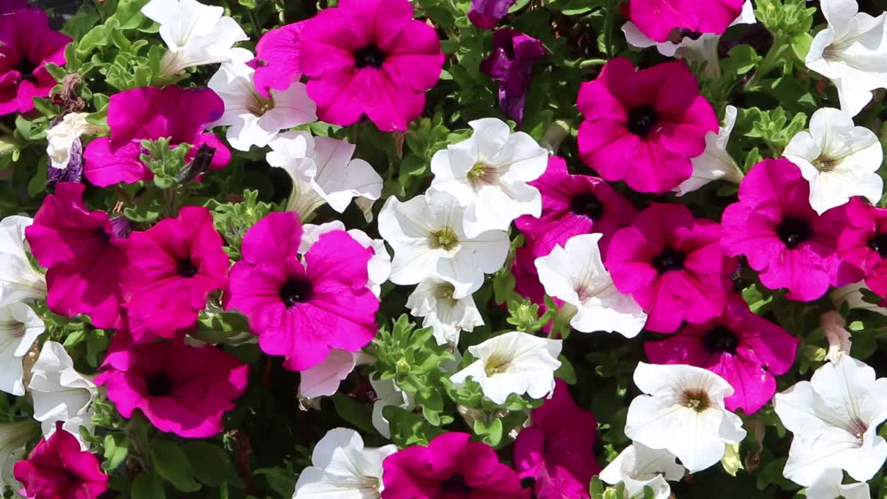 A colourful display of Petunias in a hanging basket