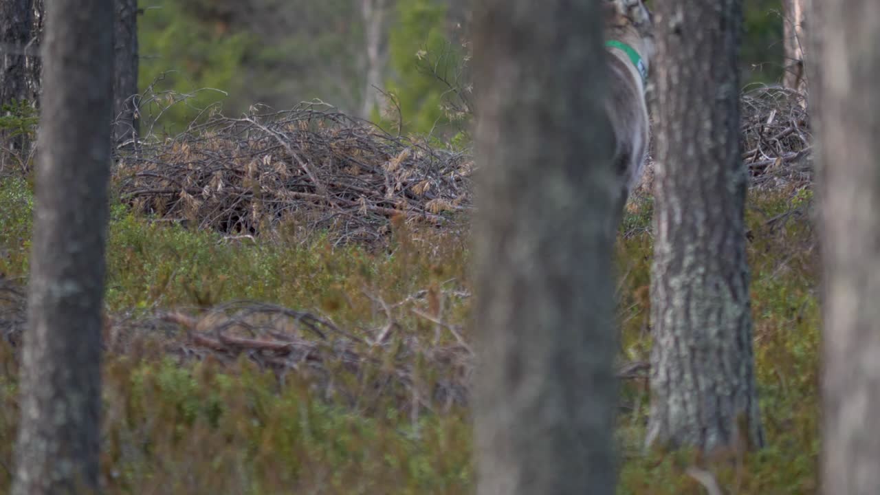 ciervos de renos y ciervos jóvenes pastando escondidos en el bosque nórdico - tiro medio largo