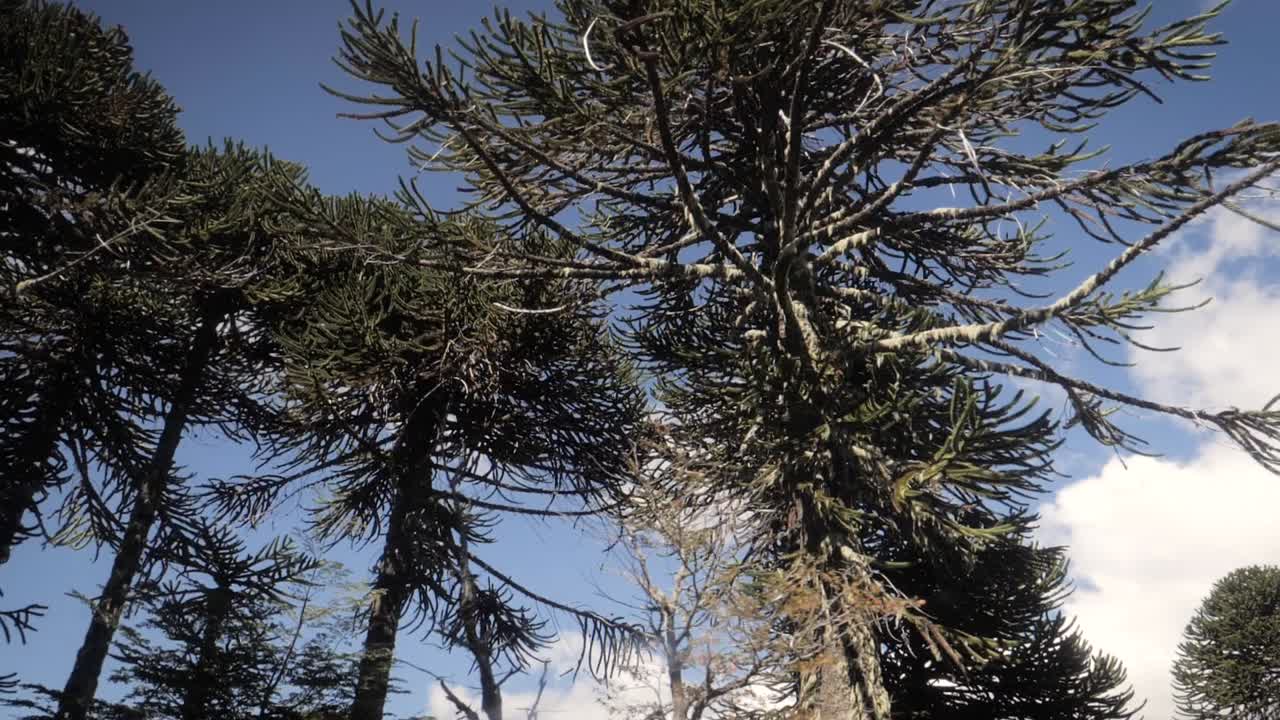 Majestic Monkey Puzzle Trees in Patagonia