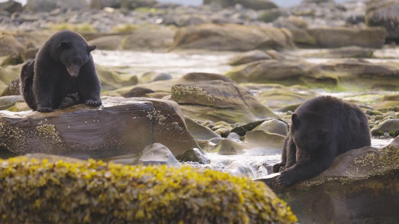 Schwarzbär geht am Fluss und Strand entlang auf der Suche nach Lachs, um vor dem Winterschlaf in British Columbia, Kanada, zu fressen