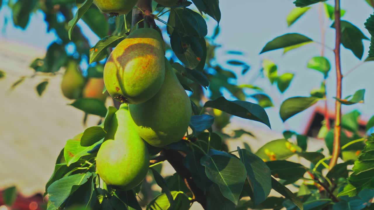 Pears hang on a tree branch in a sunny orchard on a warm day