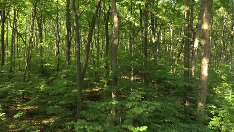 trailside of a pure natural forest shown by drone lifting up after take off