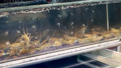 prawns swimming in a clear water tank