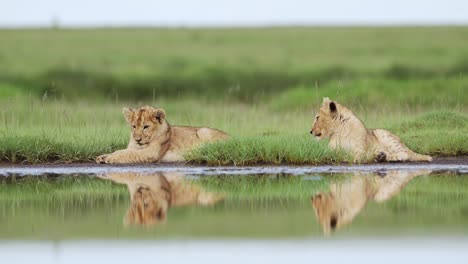 cute baby lion cubs in serengeti africa in tanzania in africa, young lions cubs lying down by river with reflections reflected in water in serengeti national park on african animals wildlife safari