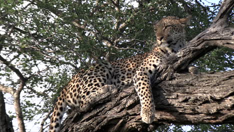 a leopard lies relaxed in a tree and stares into the distance